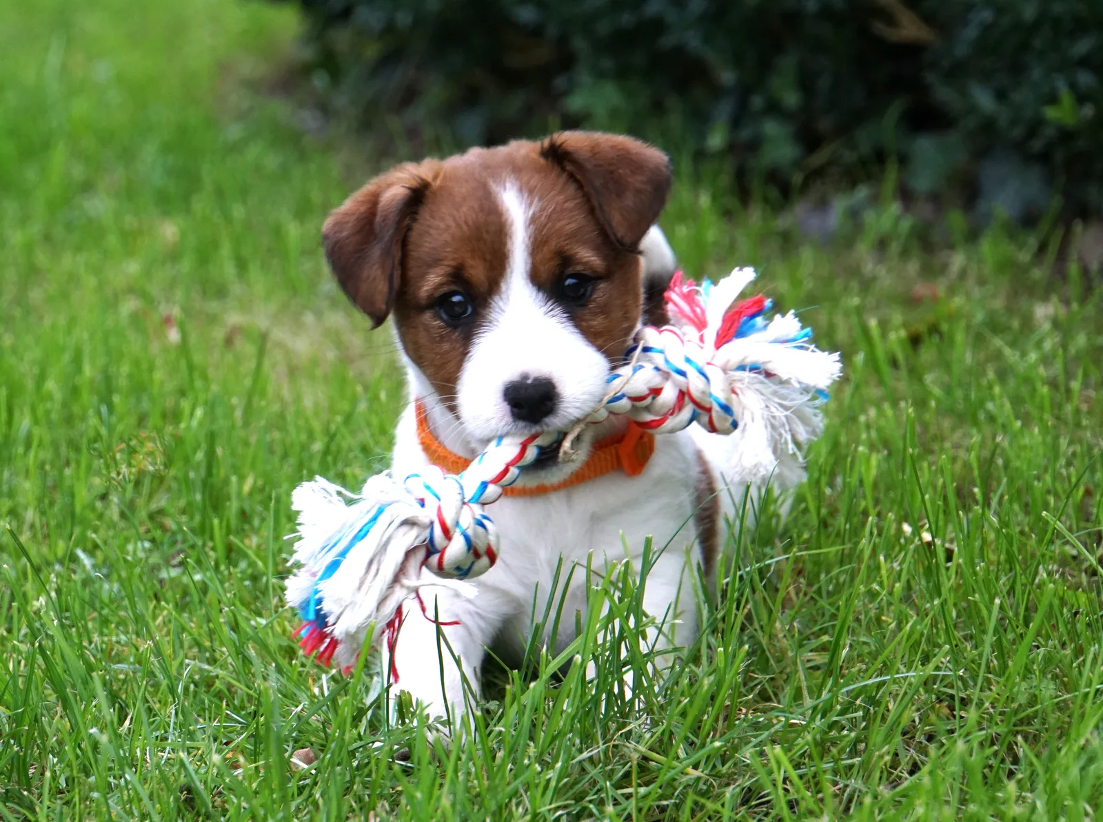 Jack Russell Emi
