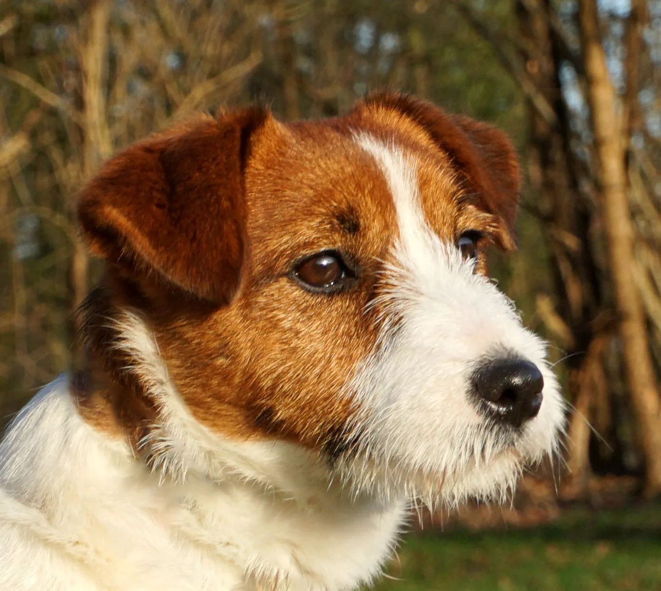 Jack Russell Emi