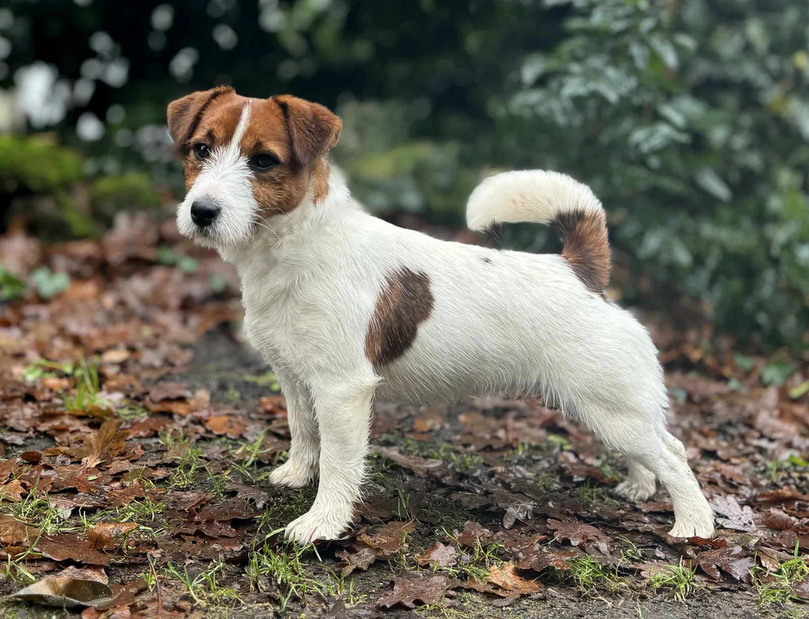 Jack Russell Emi