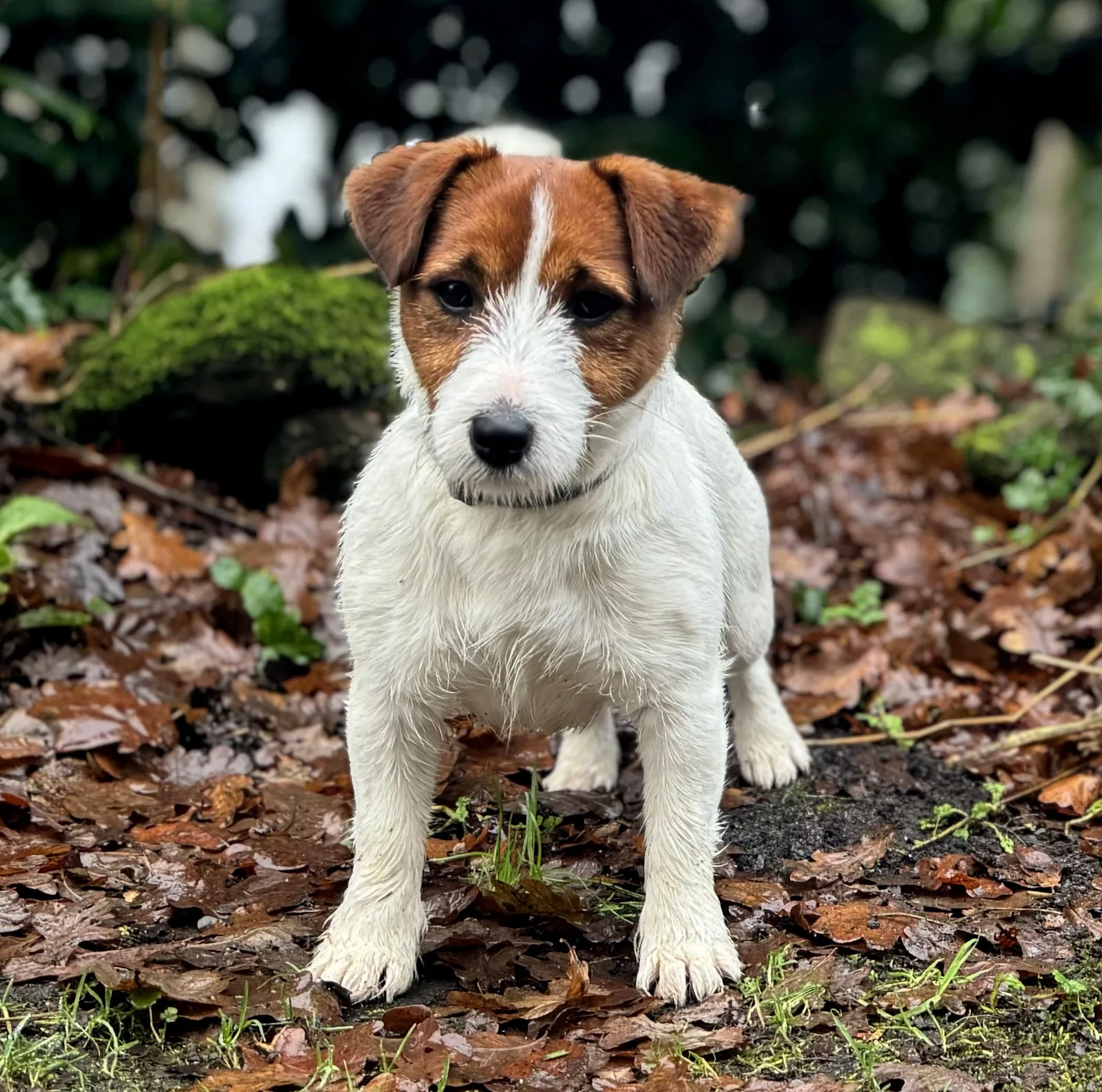 Jack Russell Emi