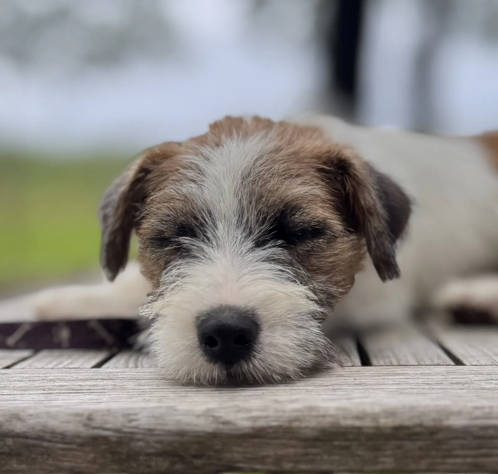 Jack Russell Fons