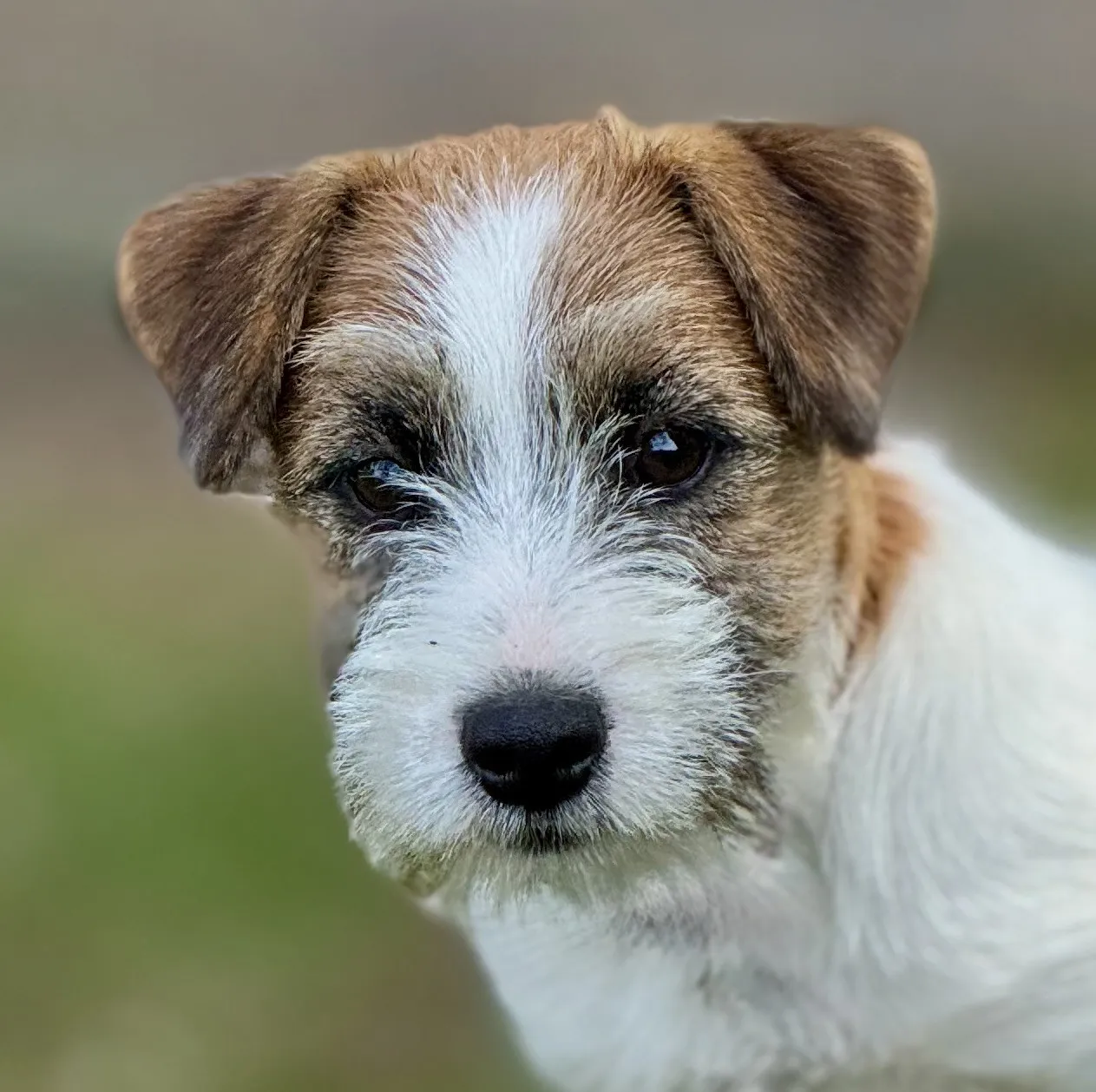 Jack Russell Fons