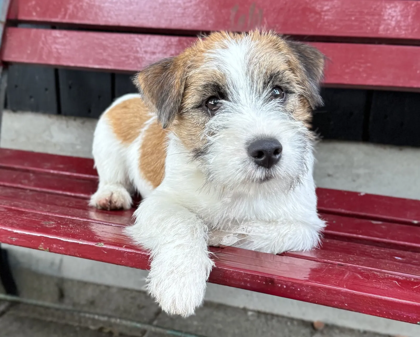 Jack Russell Fons