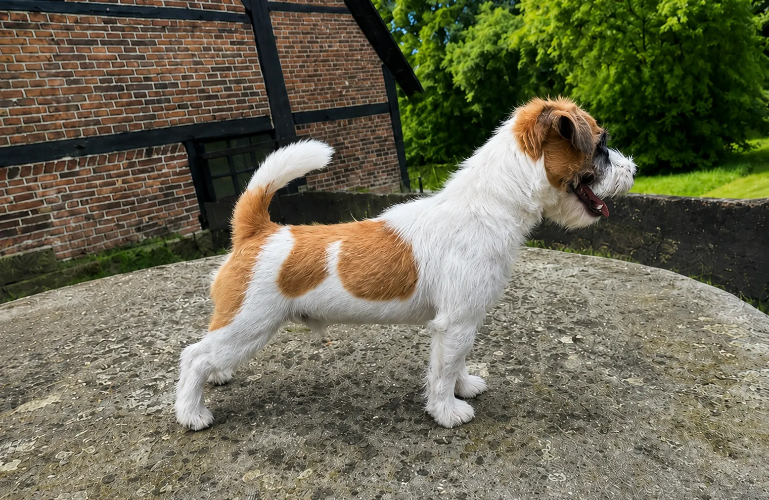 Jack Russell Fons