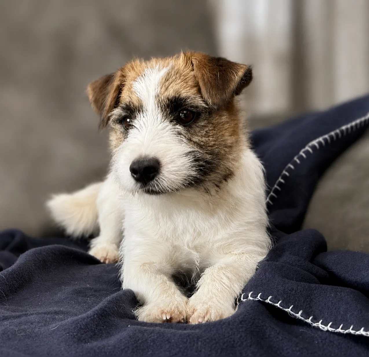 Jack Russell Fons