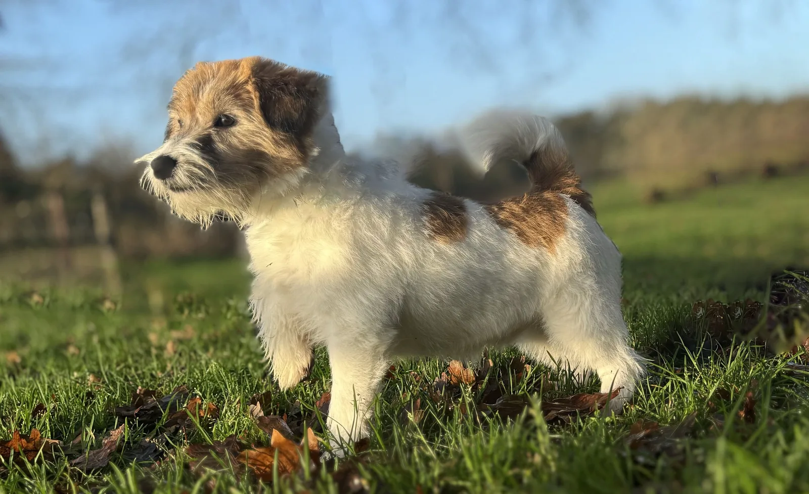 Foto van Kane de Jack Russell