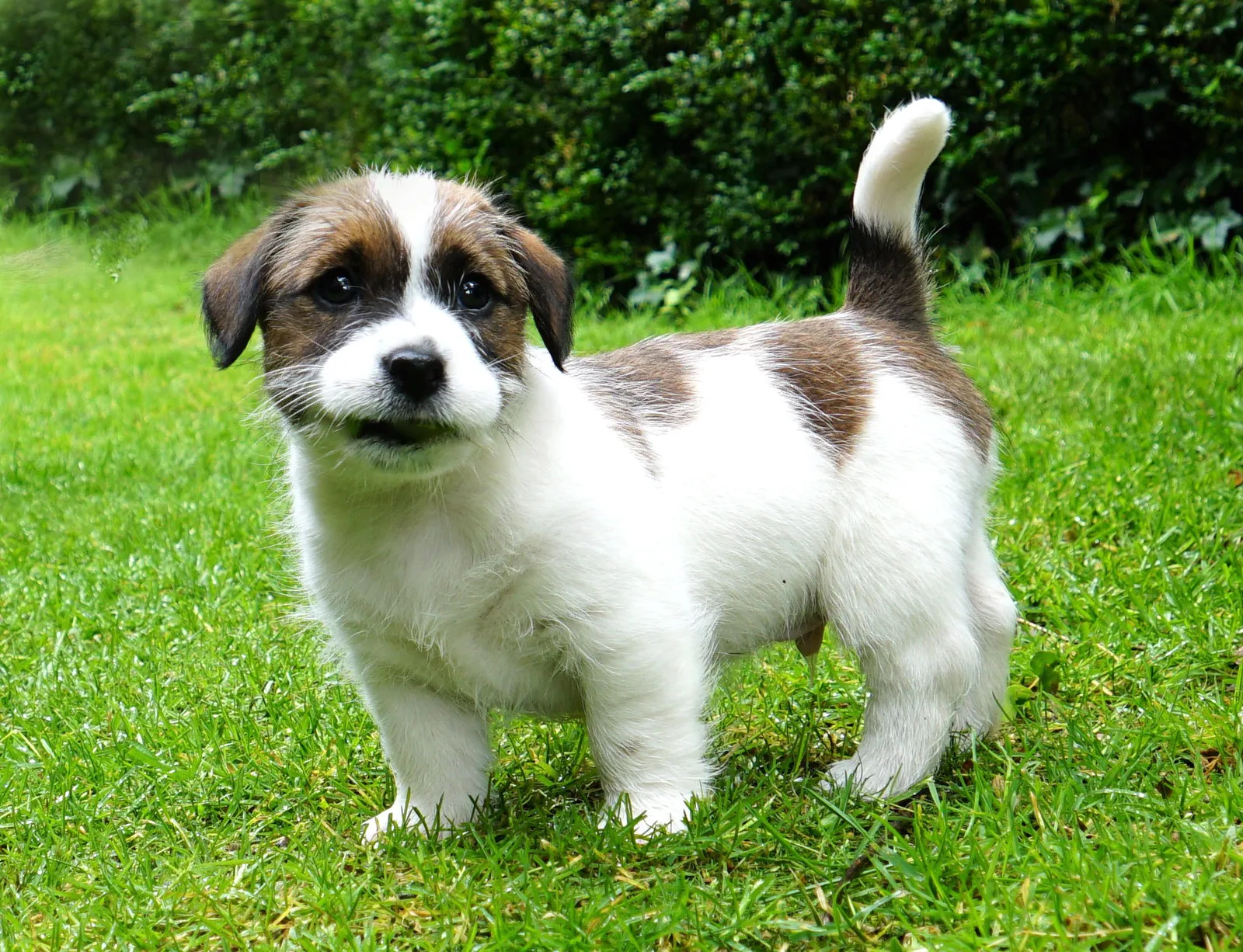 Foto van Kane de Jack Russell