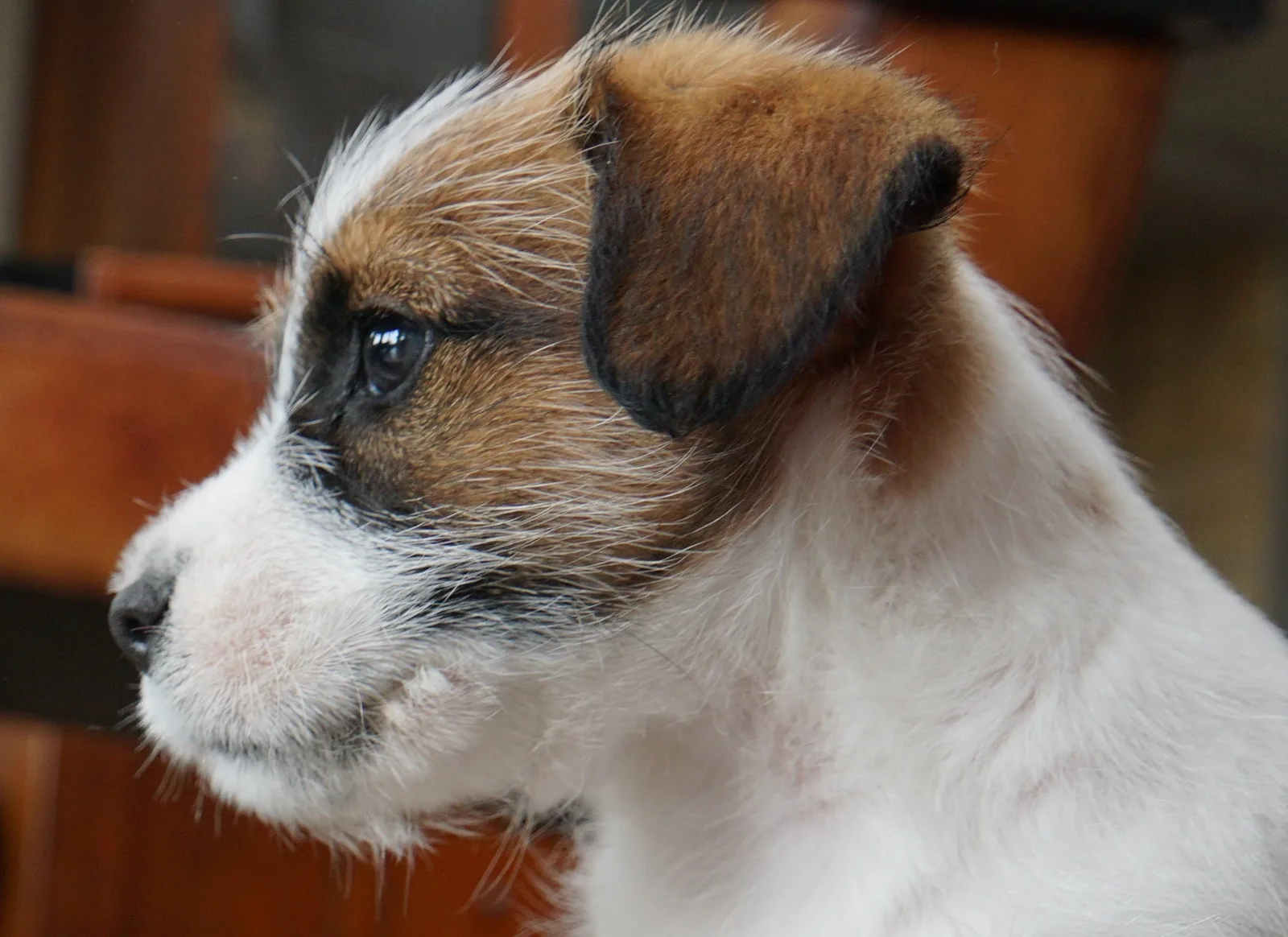 Foto van Kane de Jack Russell