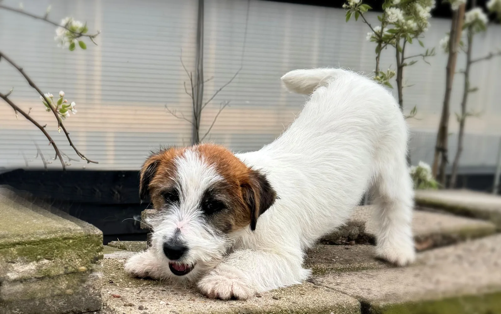 Jack Russell Lena