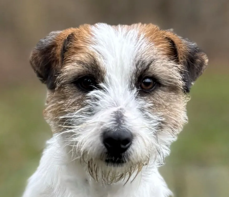 Jack Russell Lena