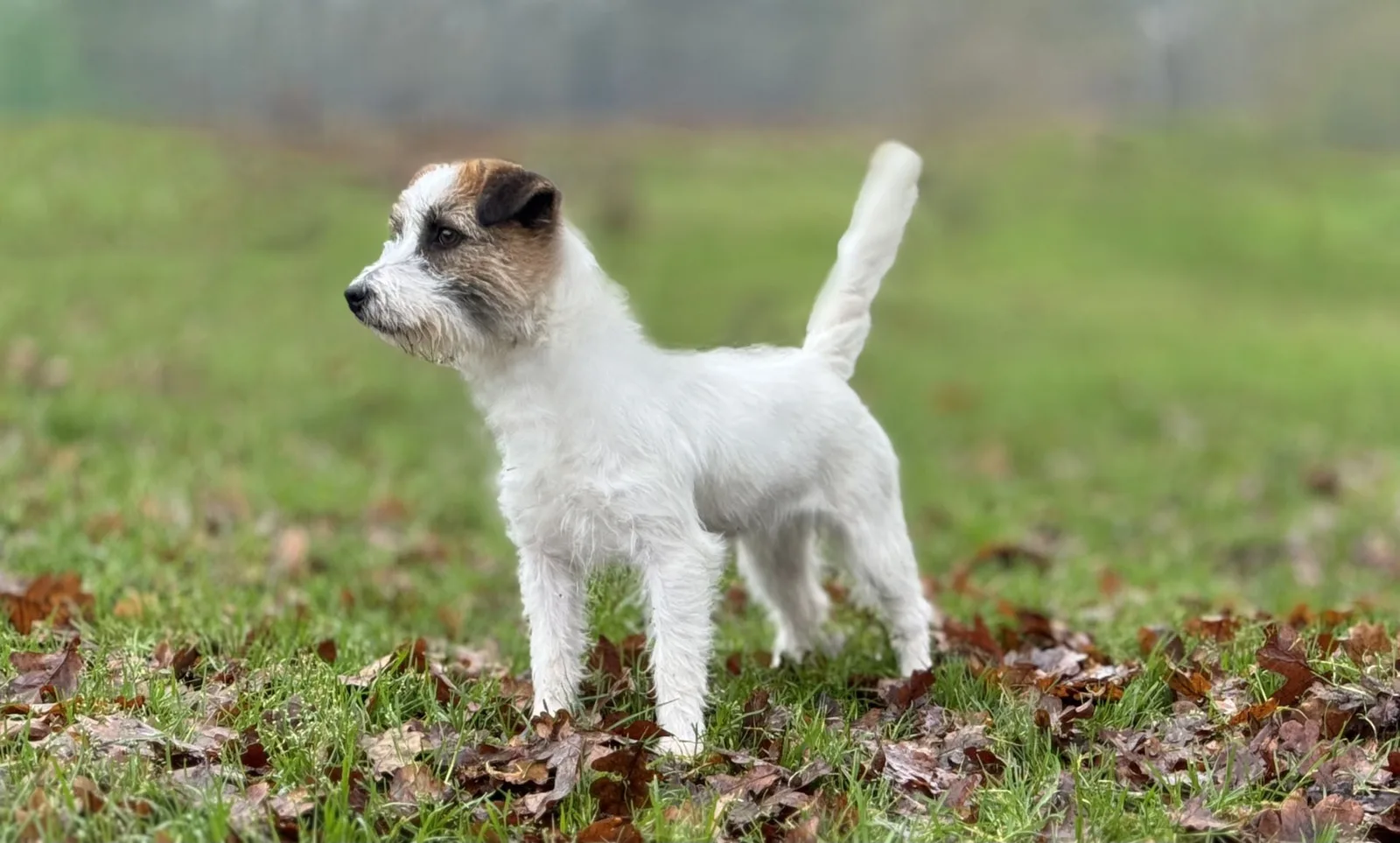 Jack Russell Lena