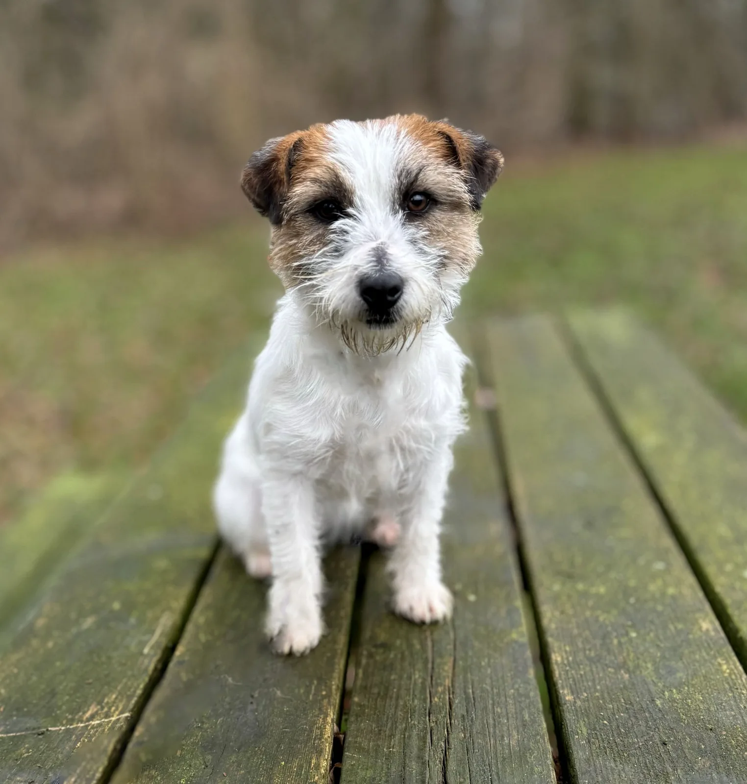 Jack Russell Lena