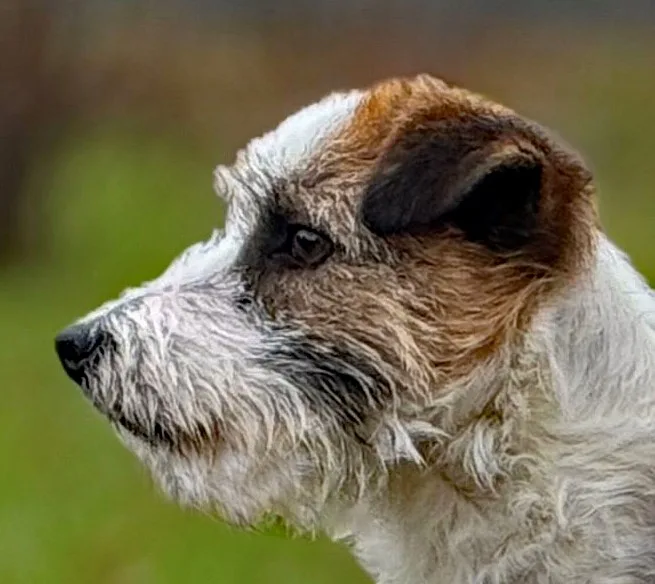 Jack Russell Lena