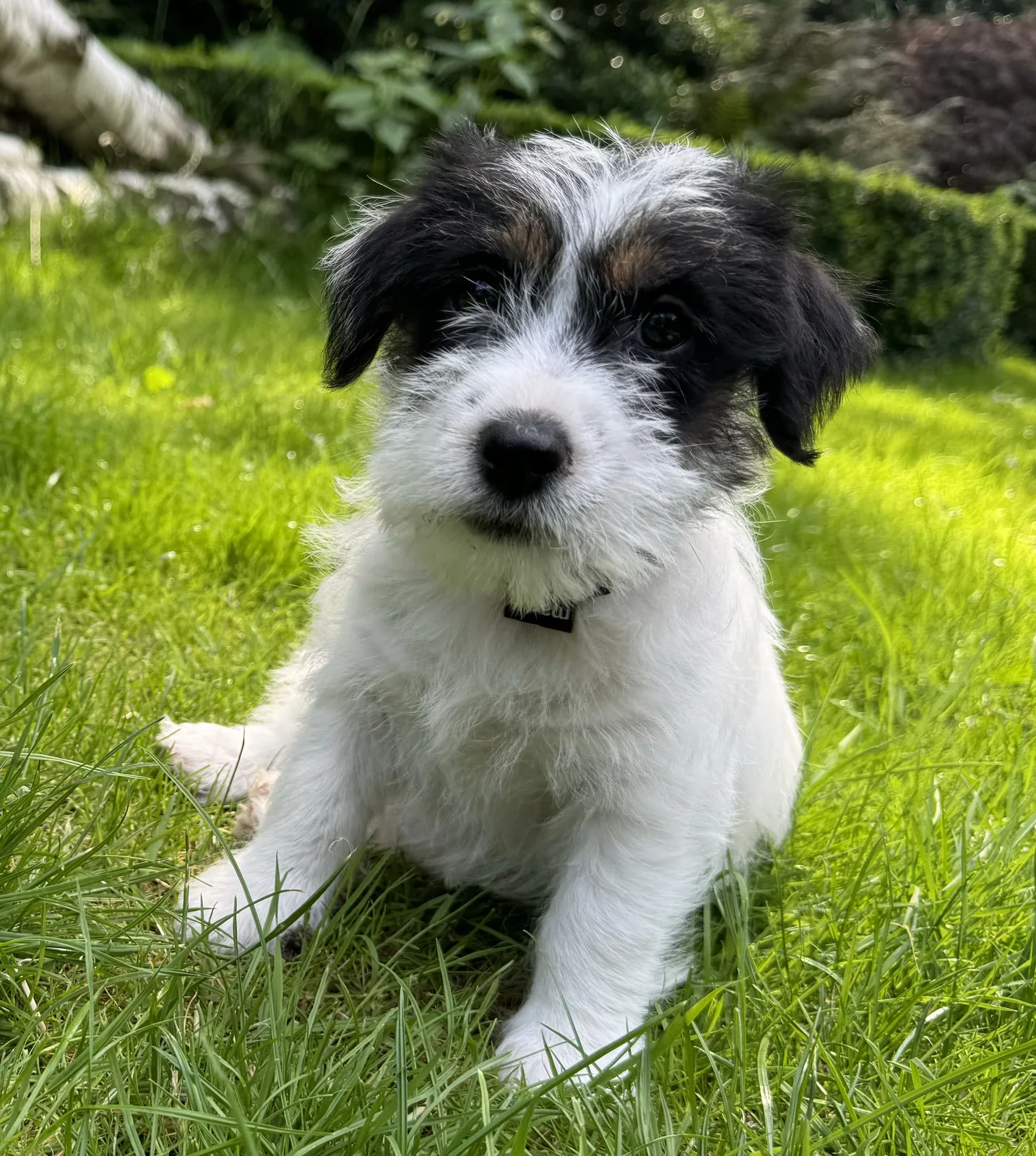 Jack Russell Claasje