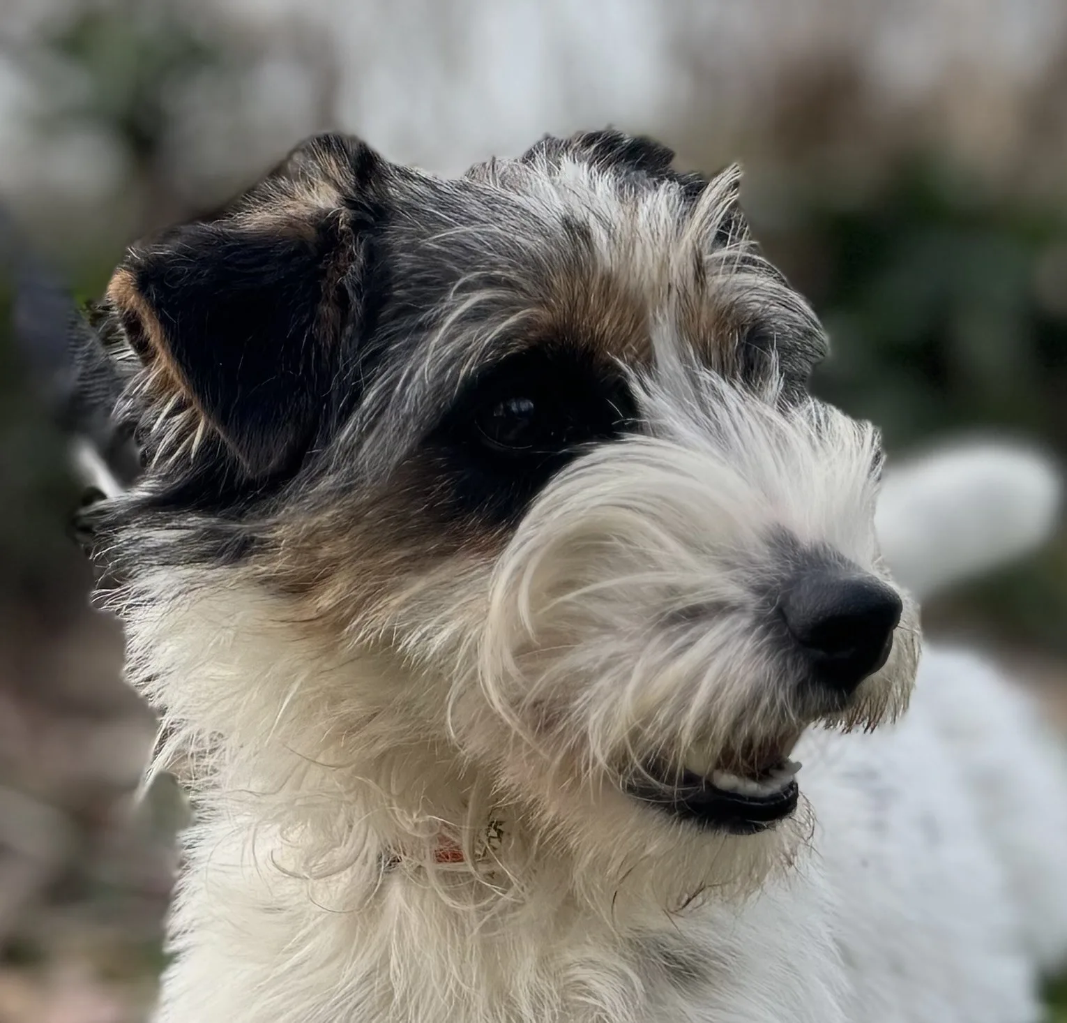 Jack Russell Claasje