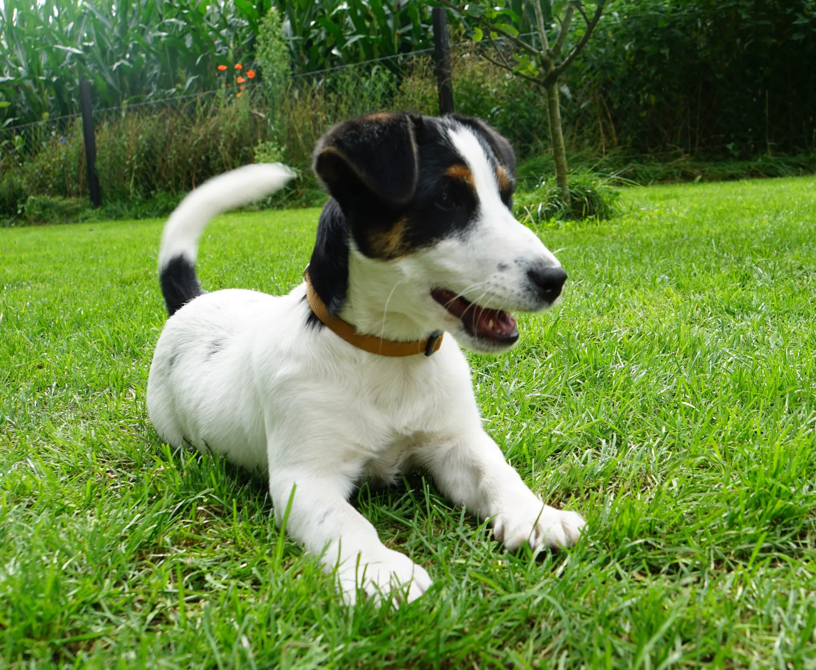 Jack Russell Pleuni