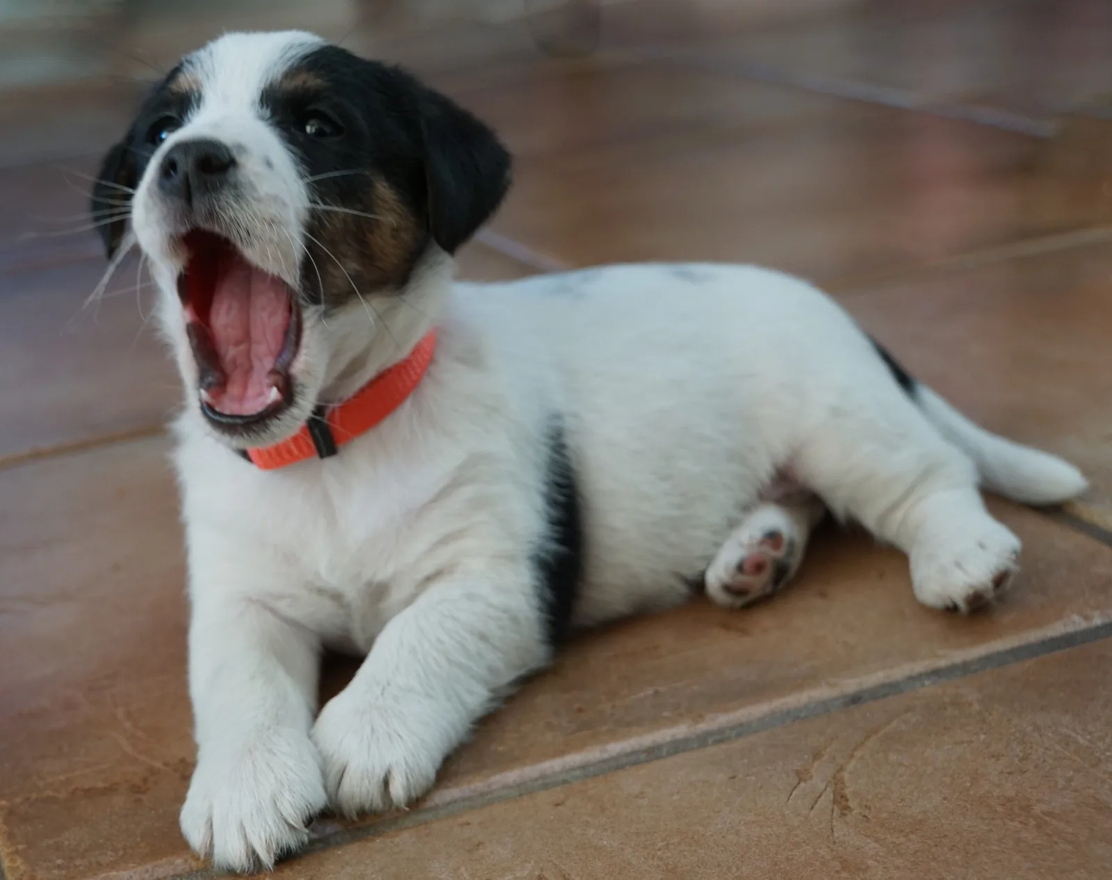 Jack Russell Pleuni