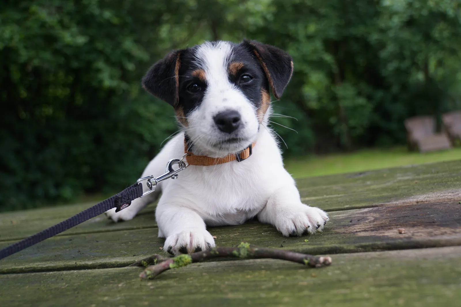 Jack Russell Pleuni
