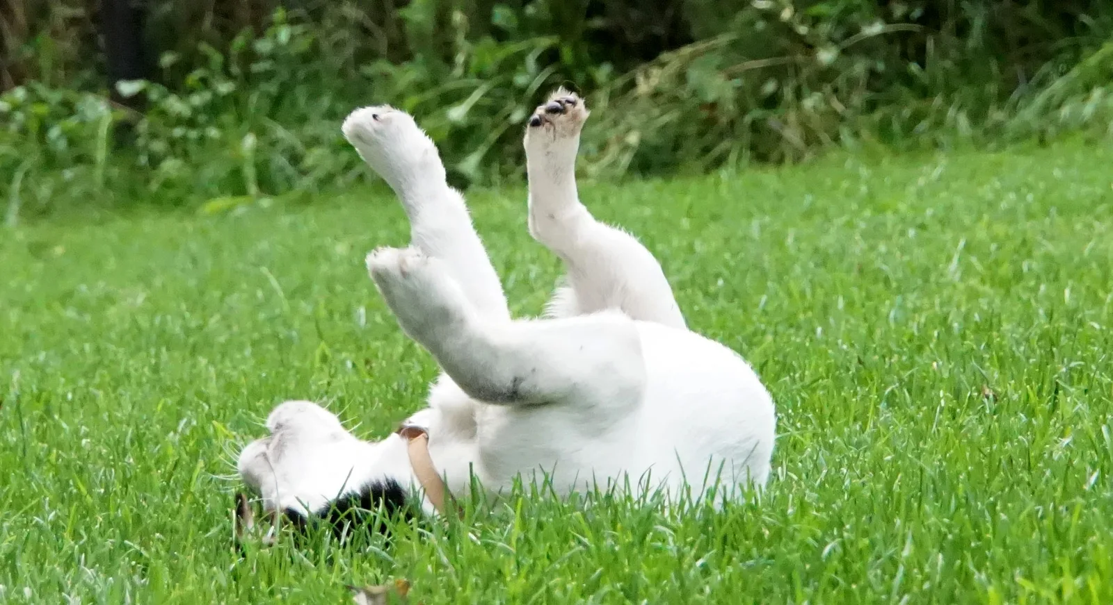 Jack Russell Pleuni