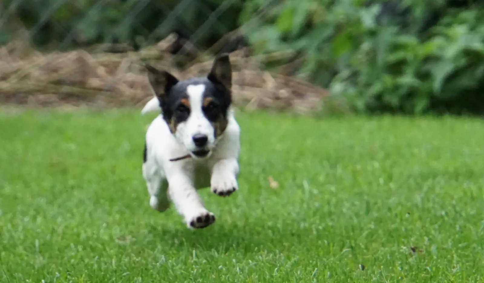 Jack Russell Pleuni