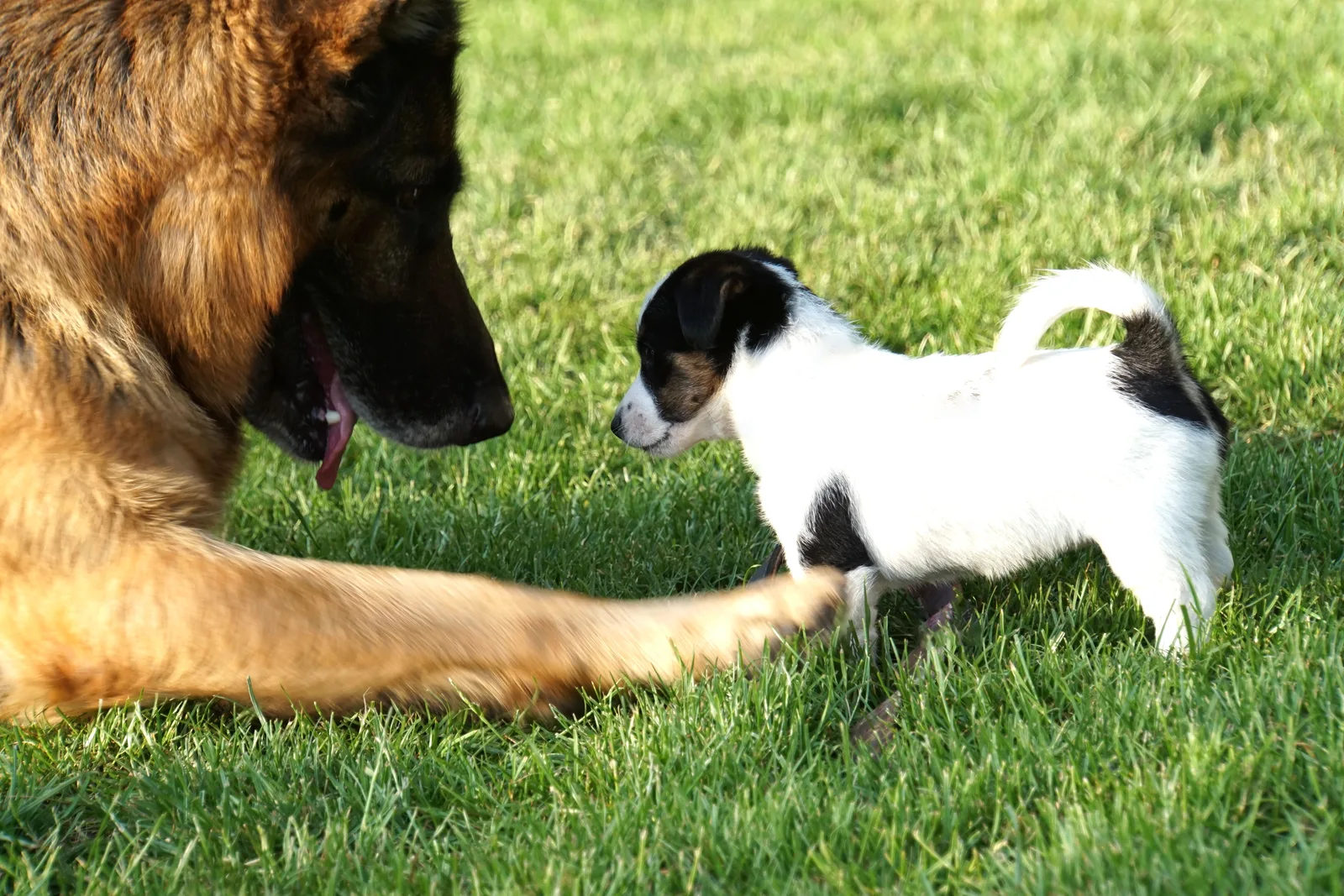 Jack Russell Pleuni