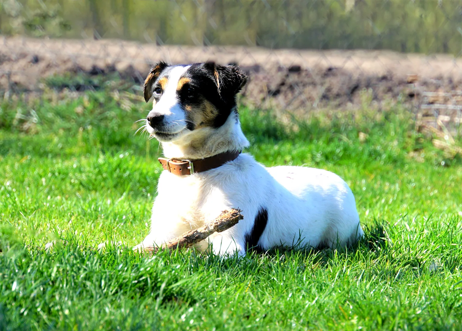 Jack Russell Pleuni
