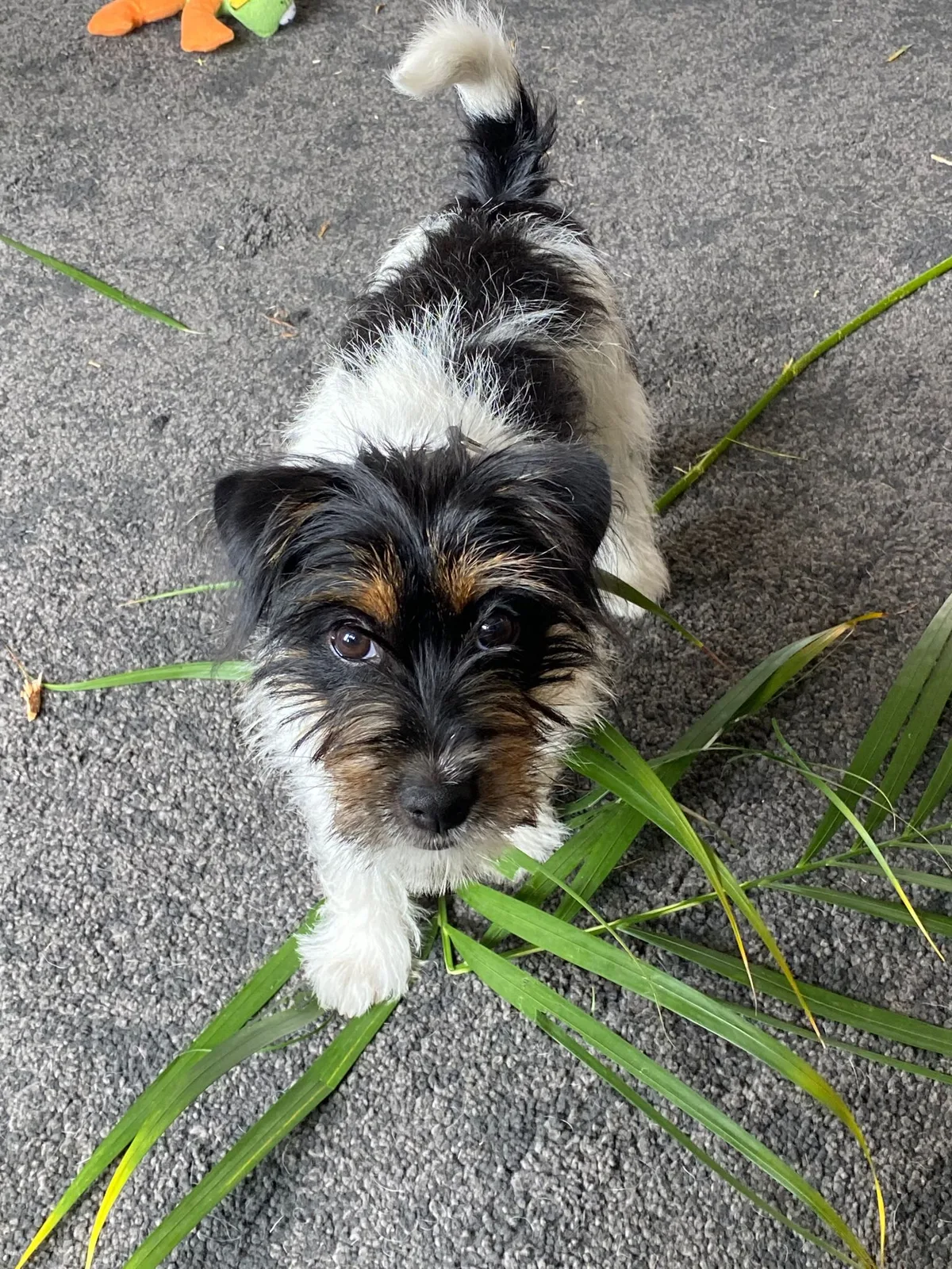 Jack Russell pup van Joy