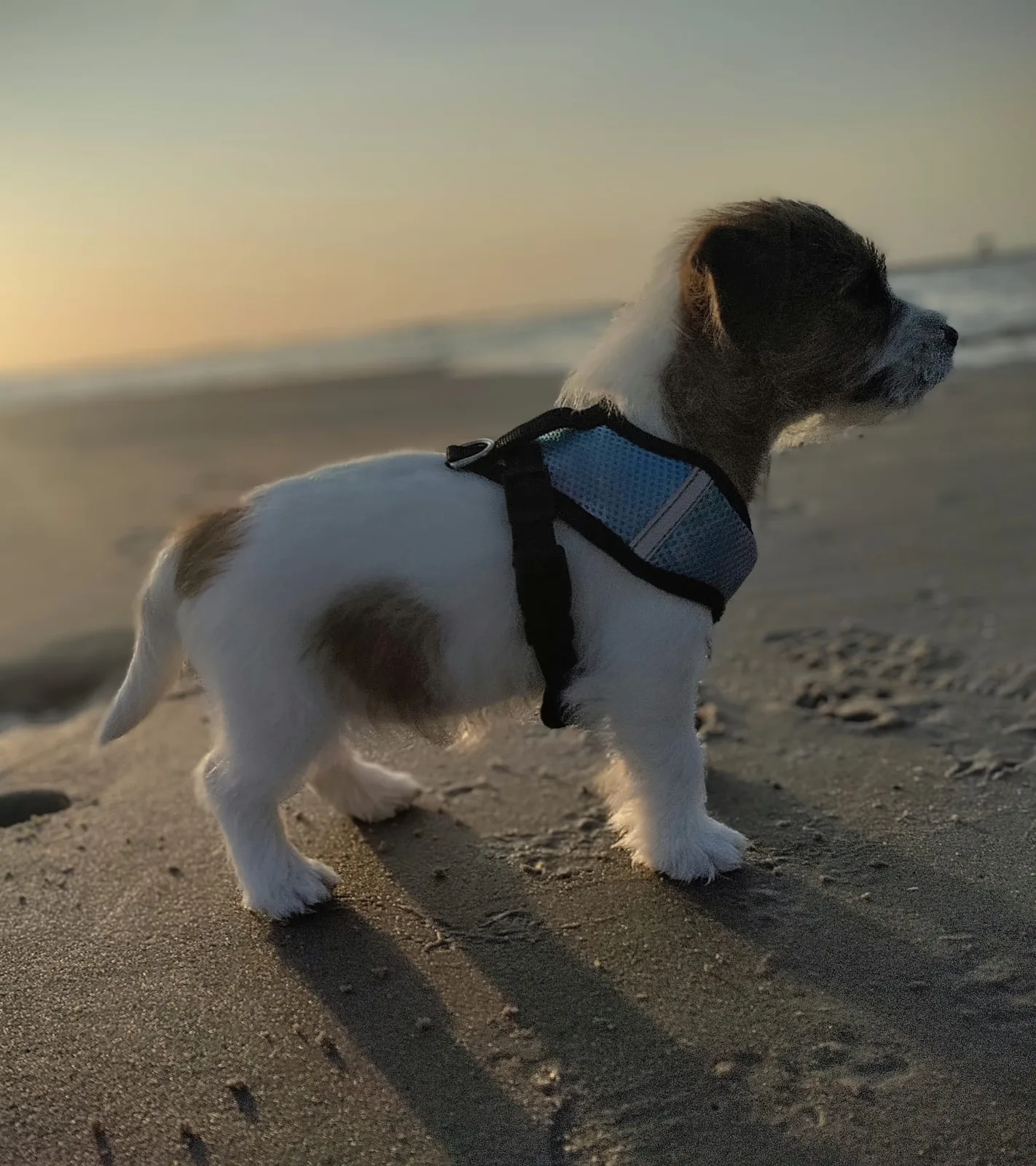 Jack Russell pup van Joy