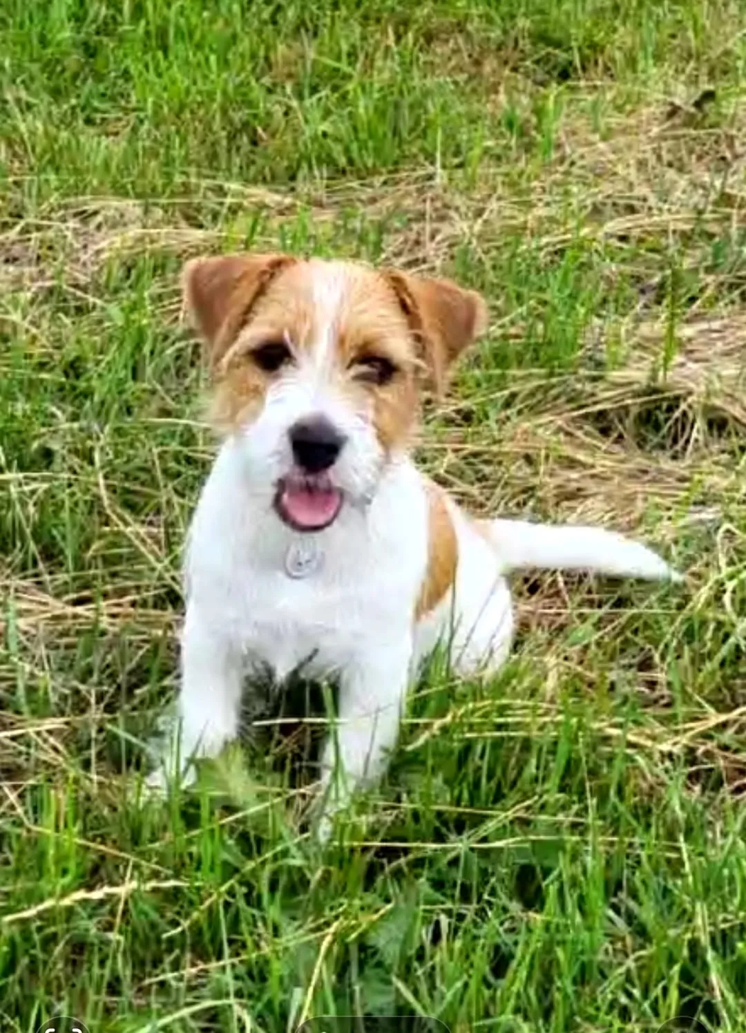Jack Russell pup van Joy
