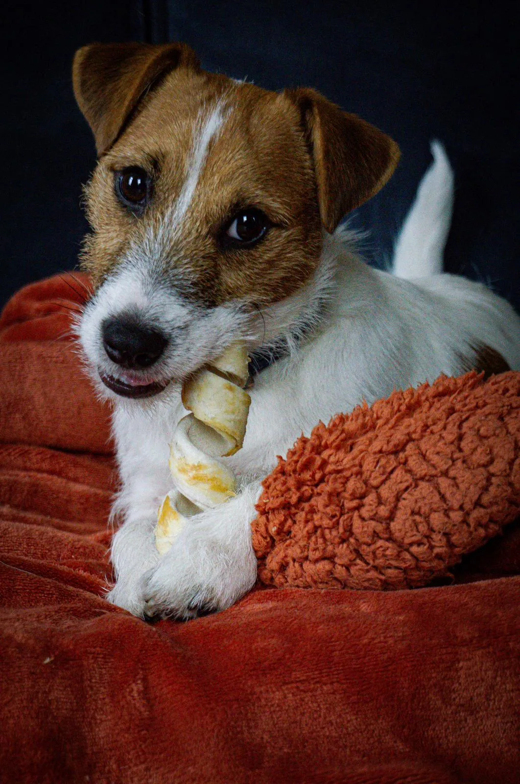 Jack Russell pup van Pleuni