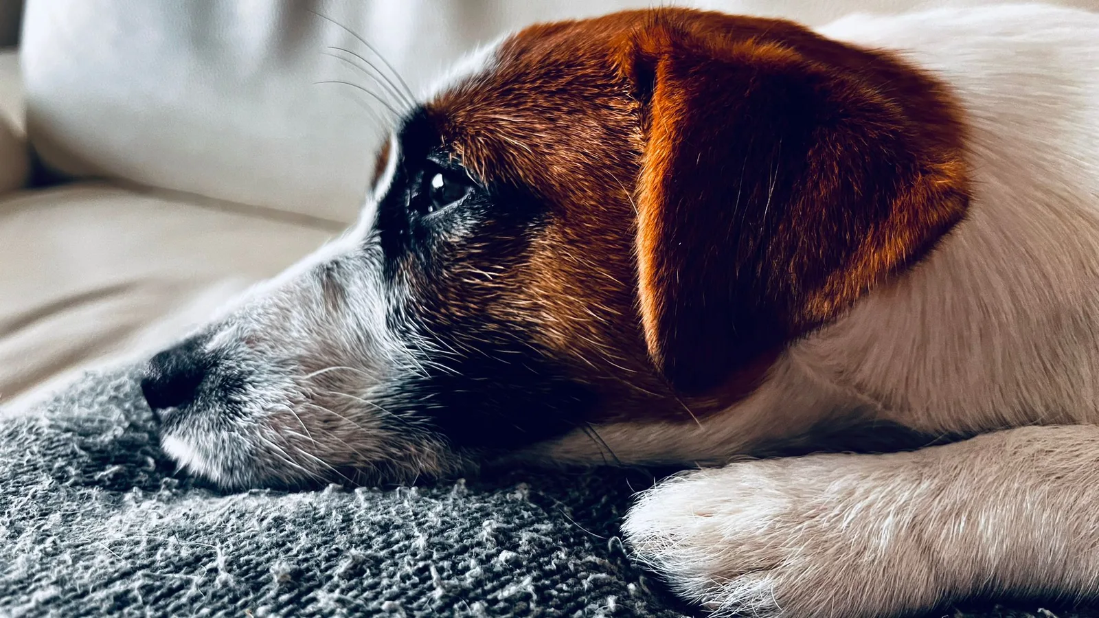 Jack Russell pup van Pleuni