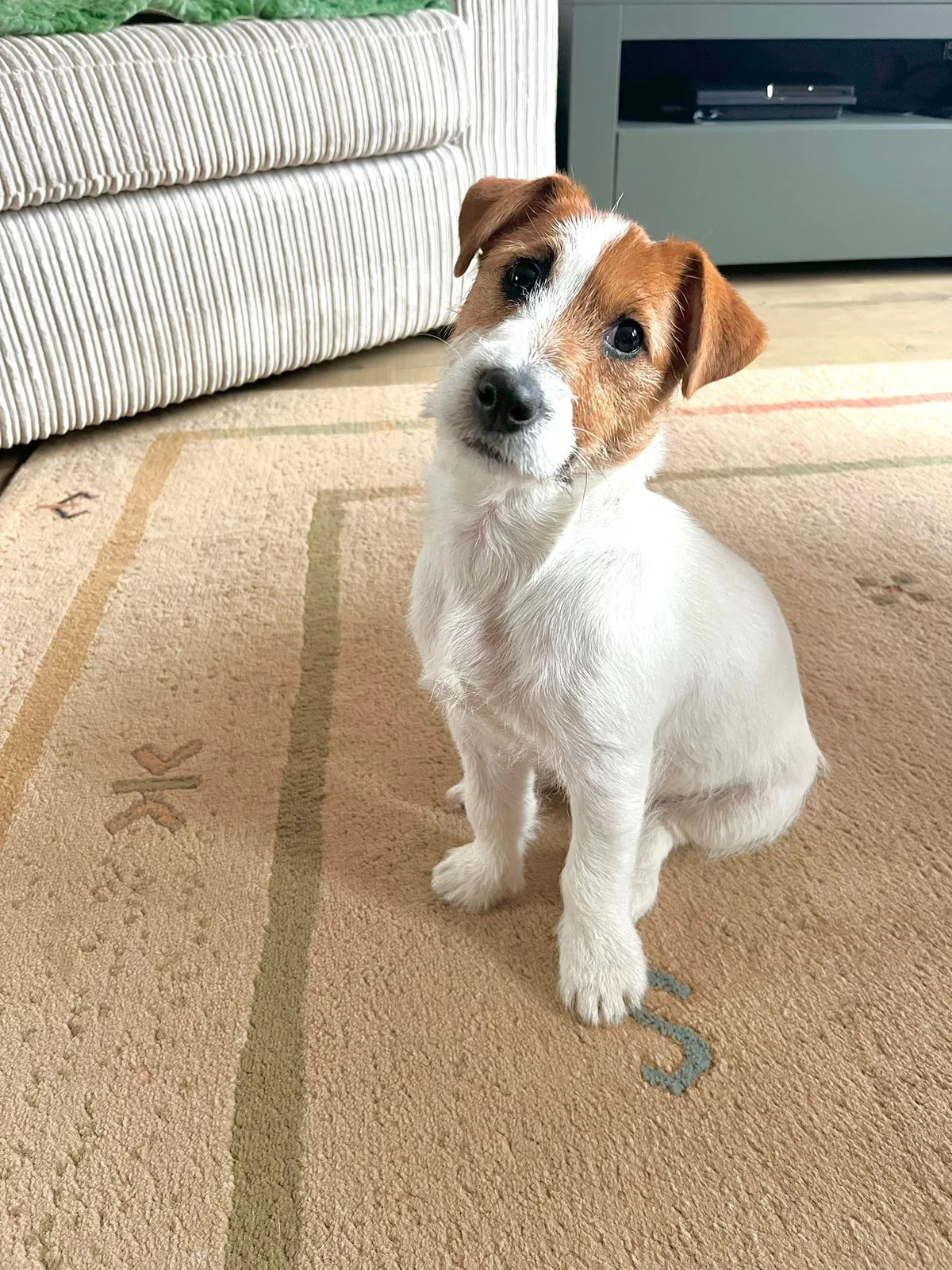 Jack Russell pup van Pleuni