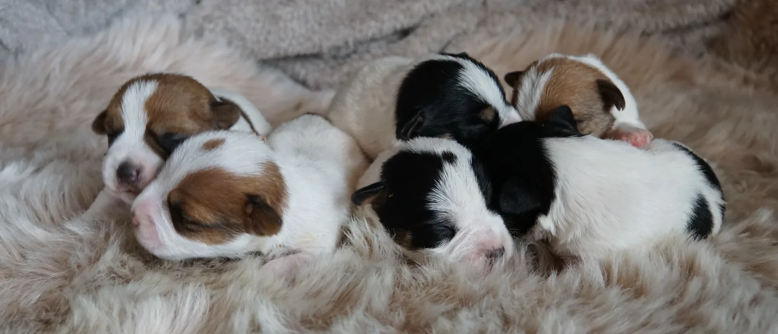 Jack Russell pup van Joy