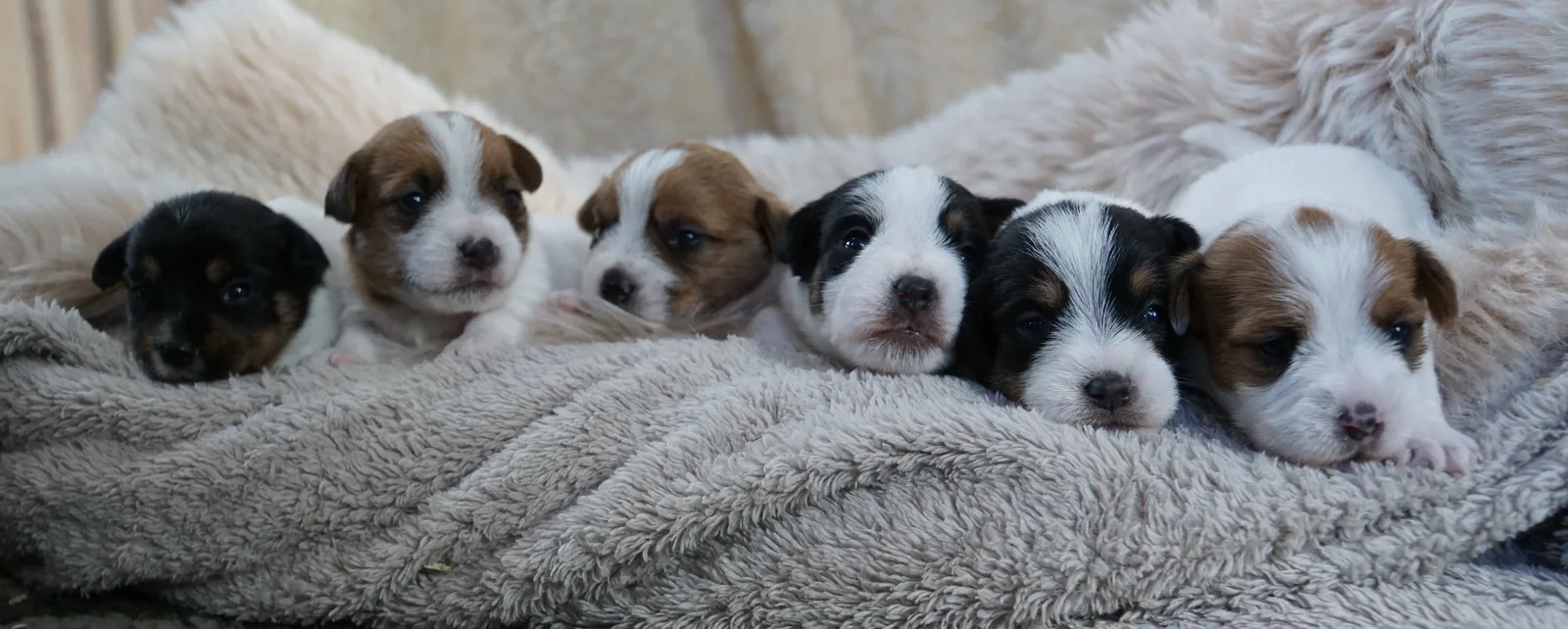 Jack Russell pup van Joy