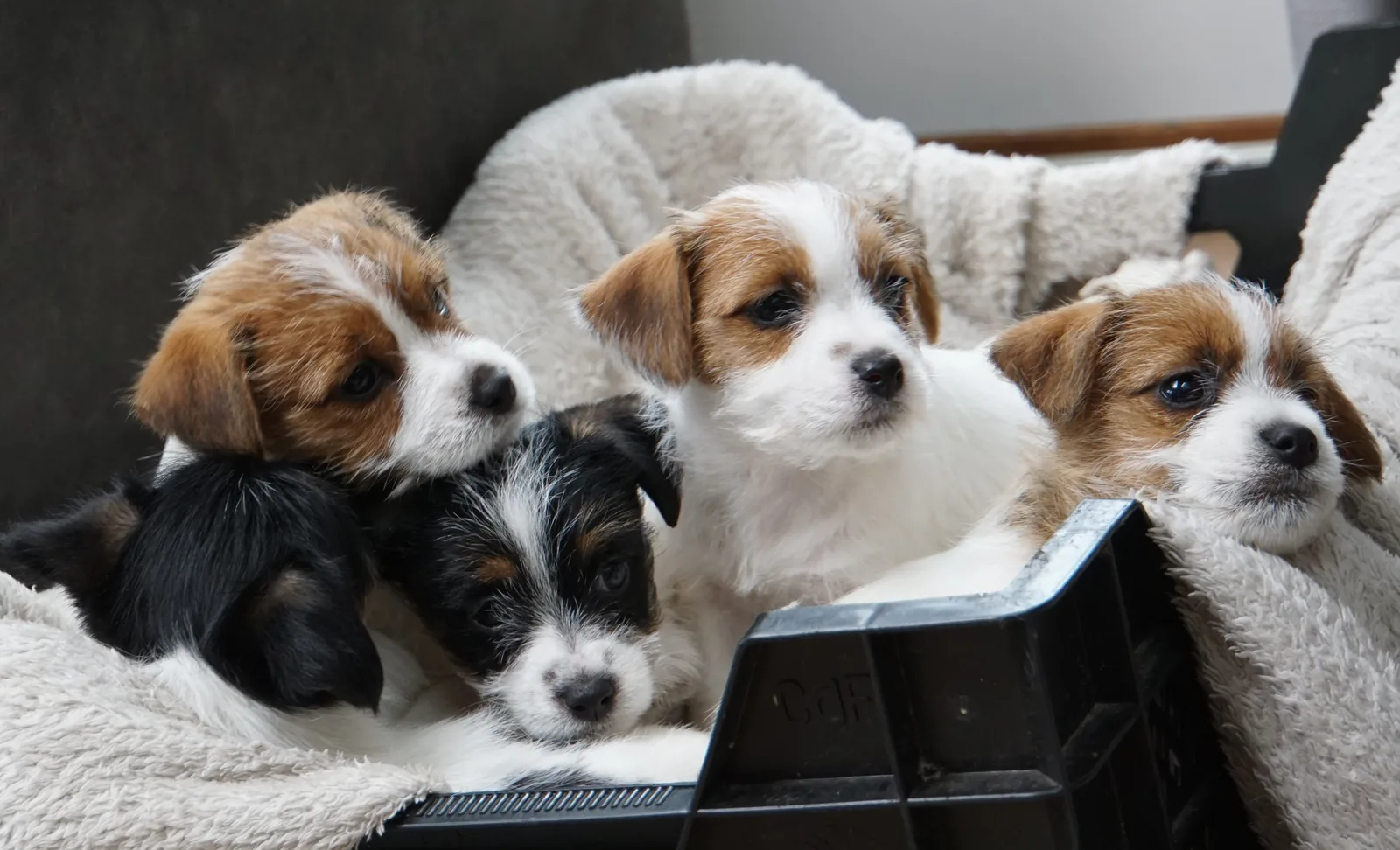 Jack Russell pup van Joy