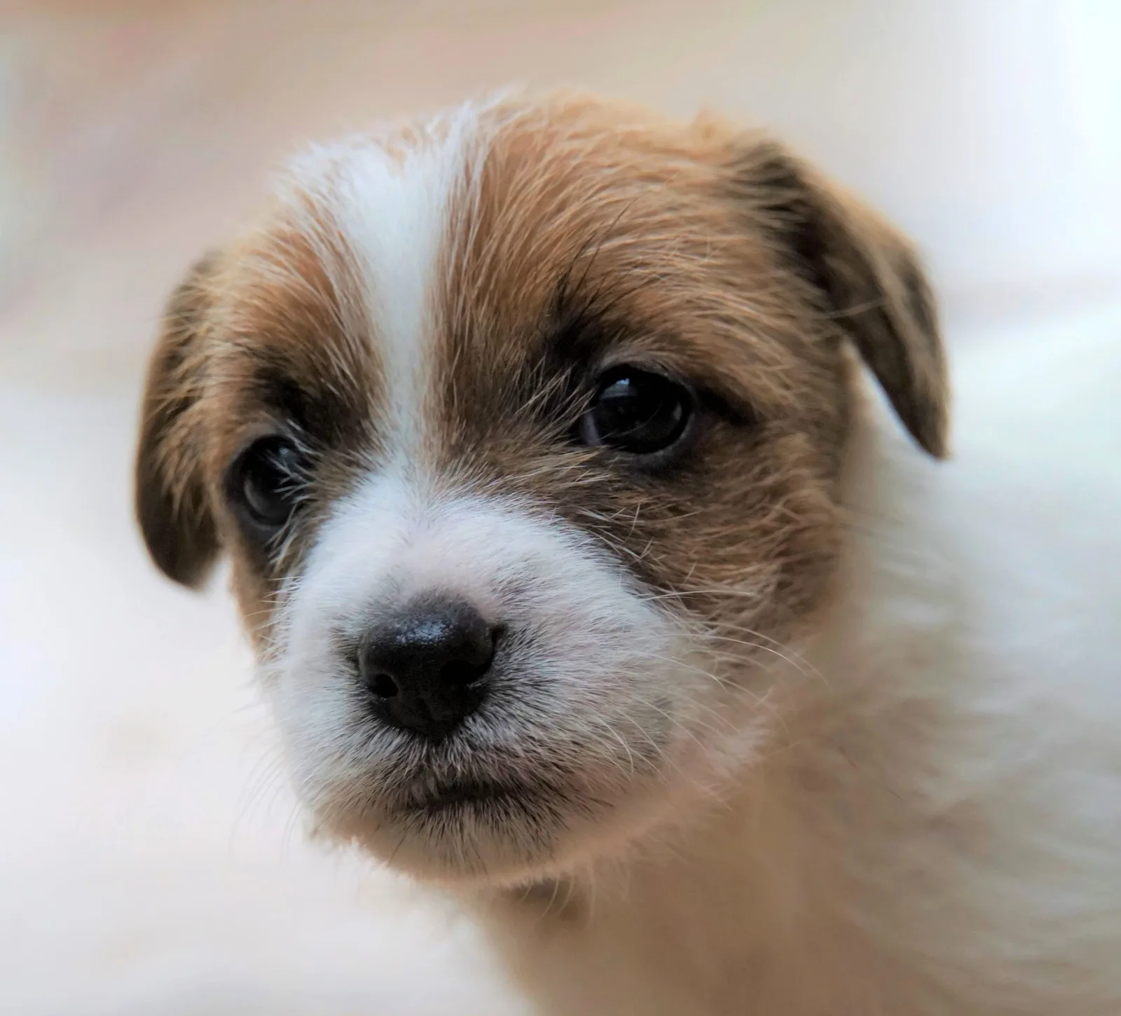 Jack Russell pup van Joy