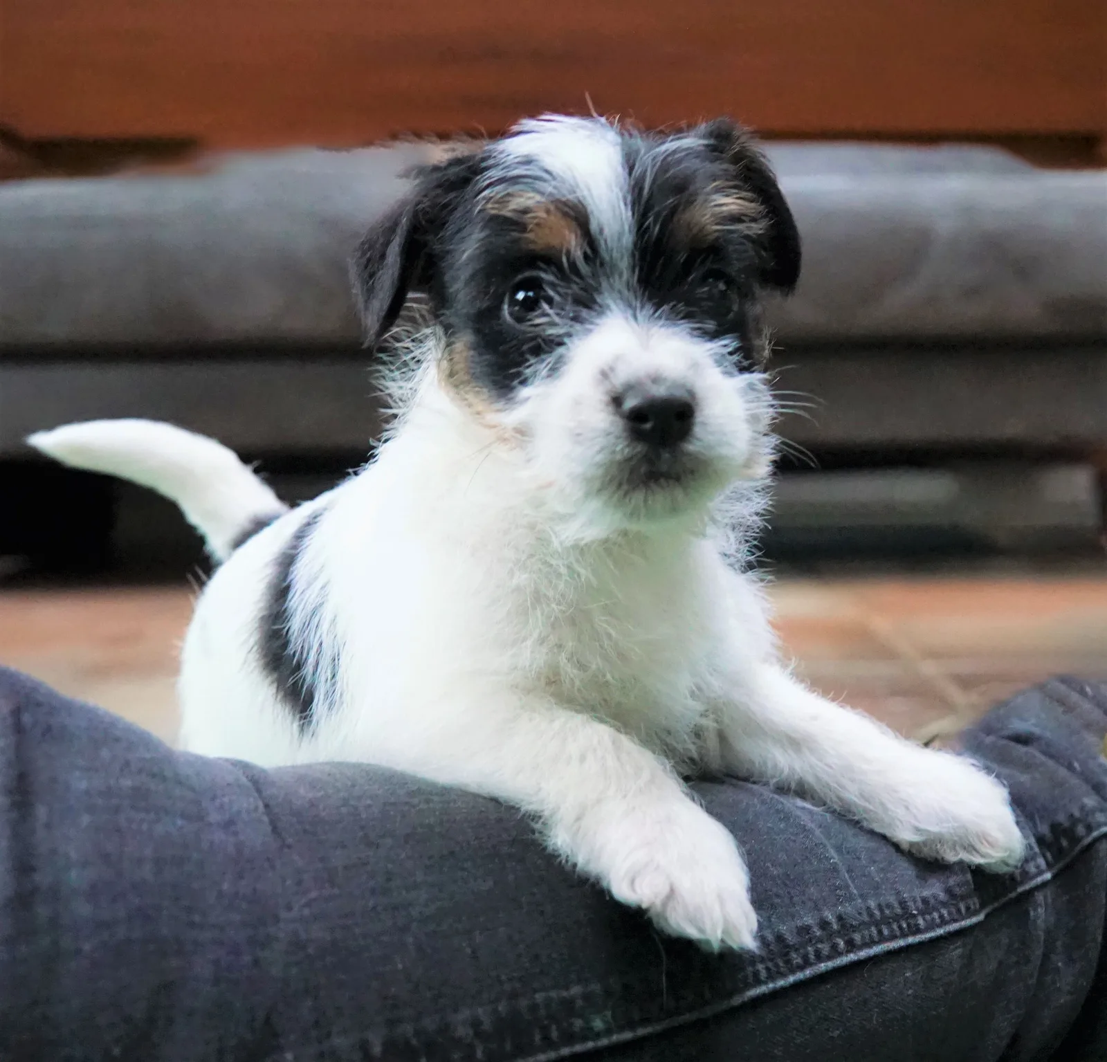 Jack Russell pup van Joy