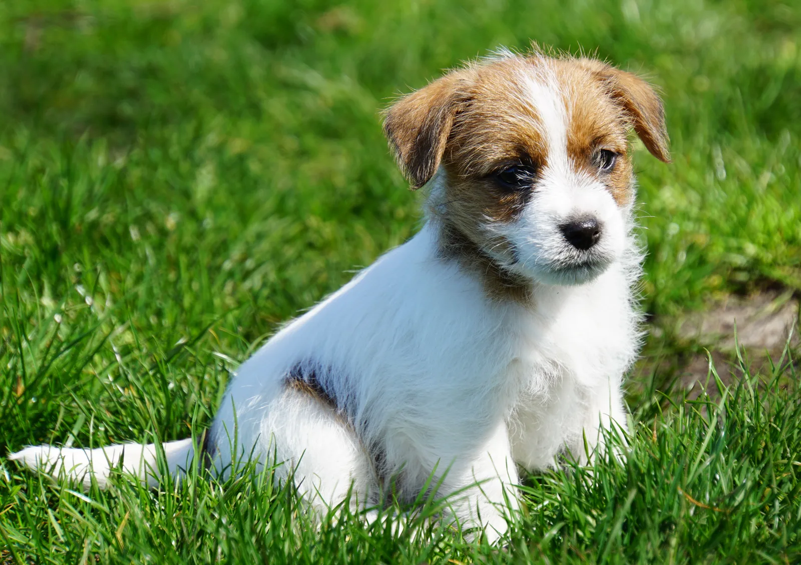 Jack Russell pup van Joy