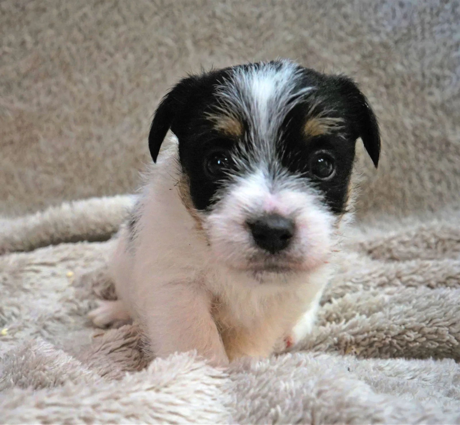 Jack Russell pup van Joy