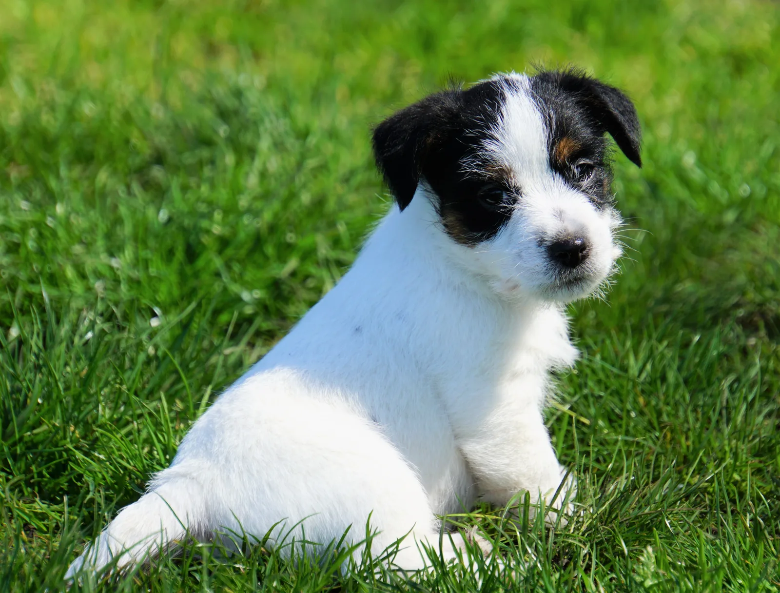 Jack Russell pup van Joy
