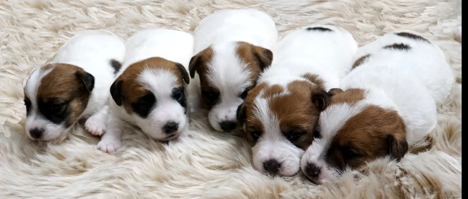 Jack Russell puppies van Pleuni