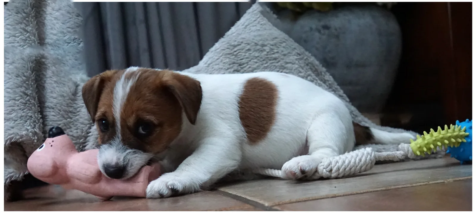 Jack Russell pup van Pleuni