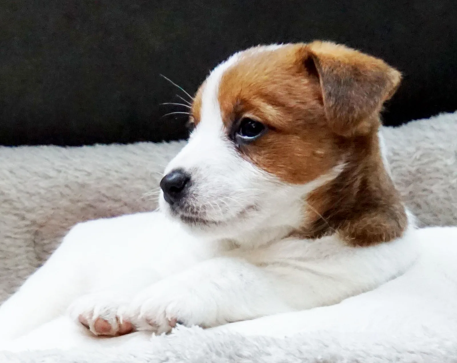 Jack Russell pup van Pleuni