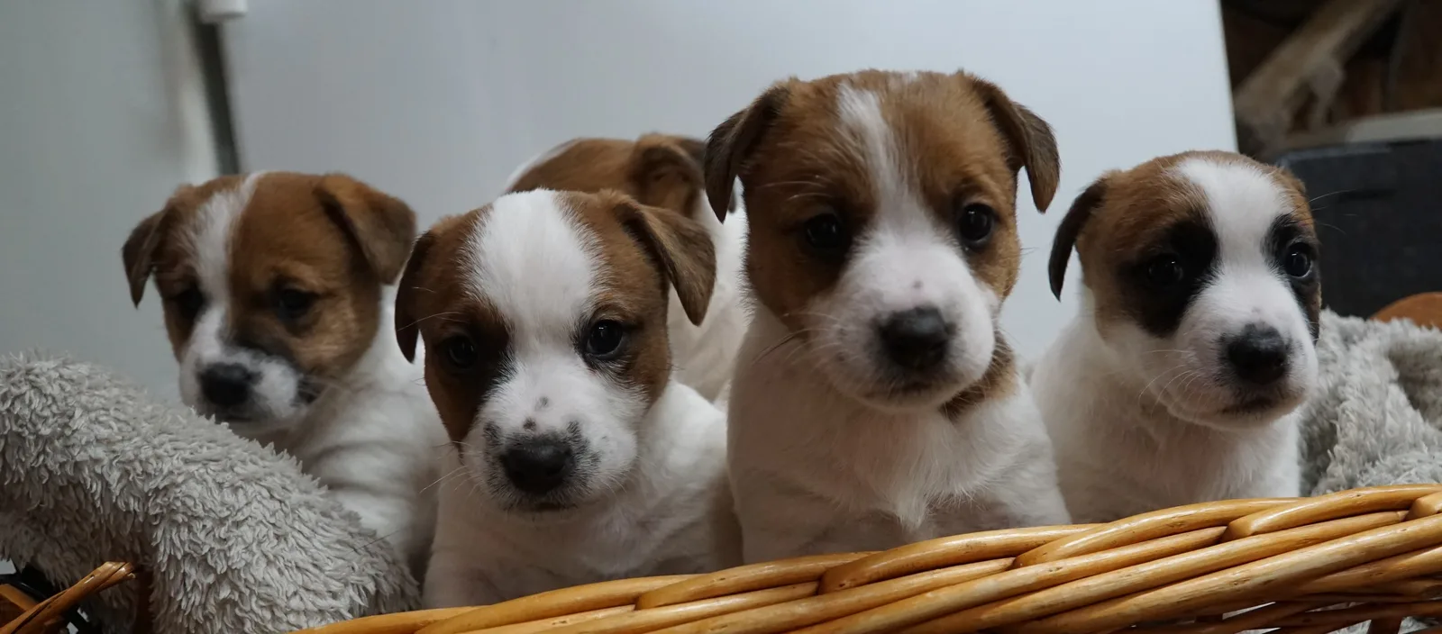 Jack Russell pup van Pleuni
