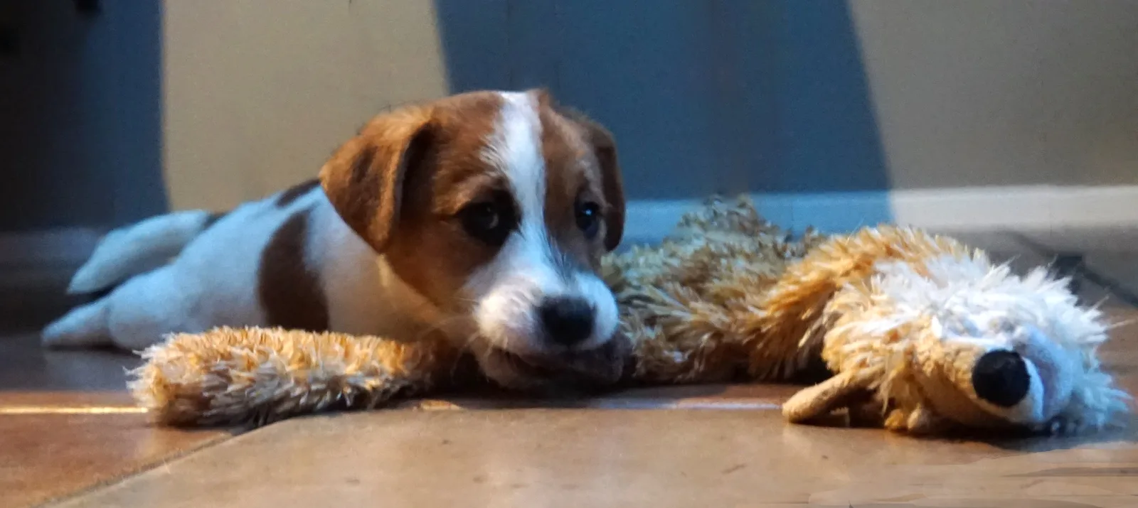 Jack Russell pup van Pleuni