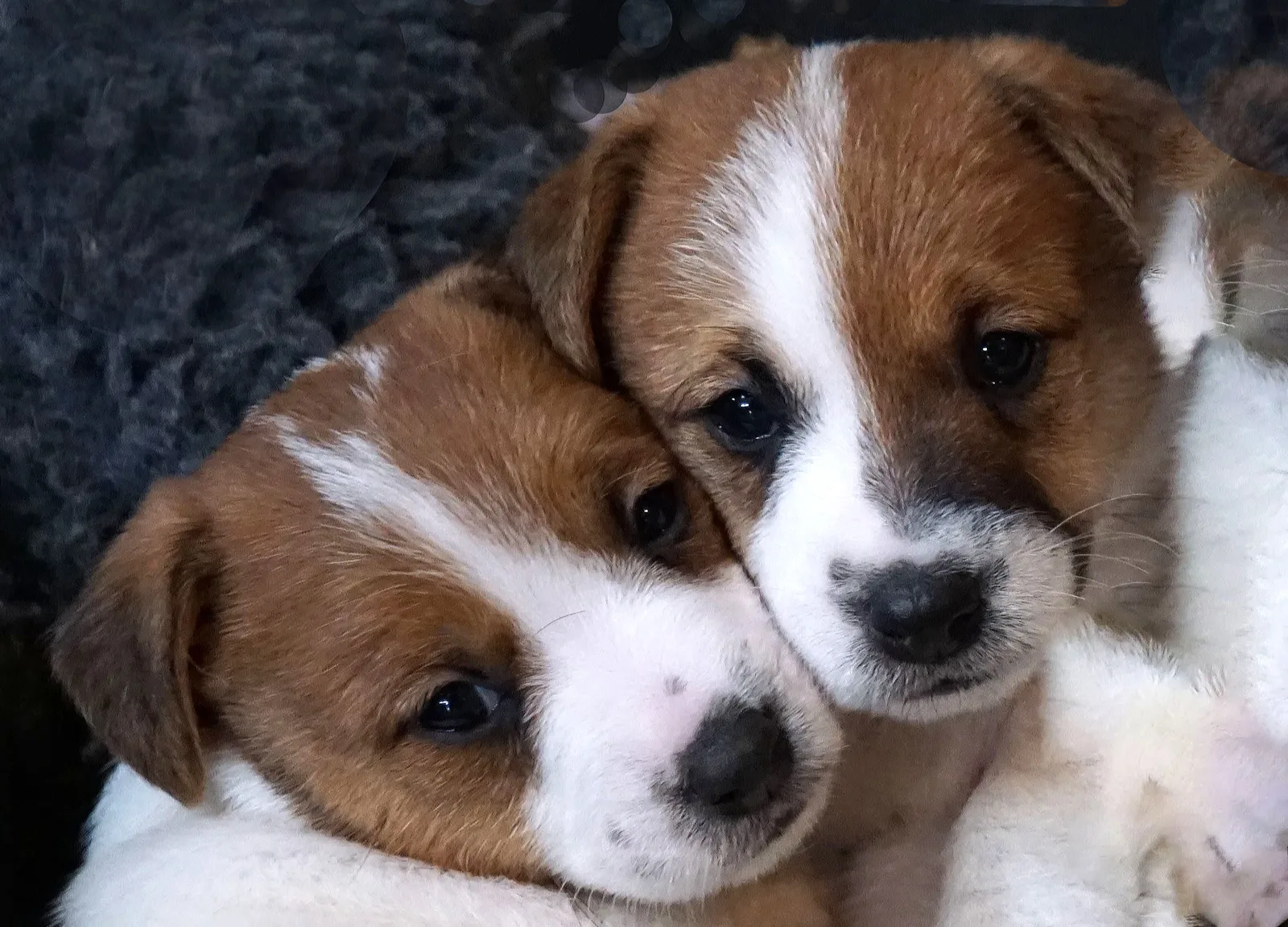 Jack Russell pup van Pleuni