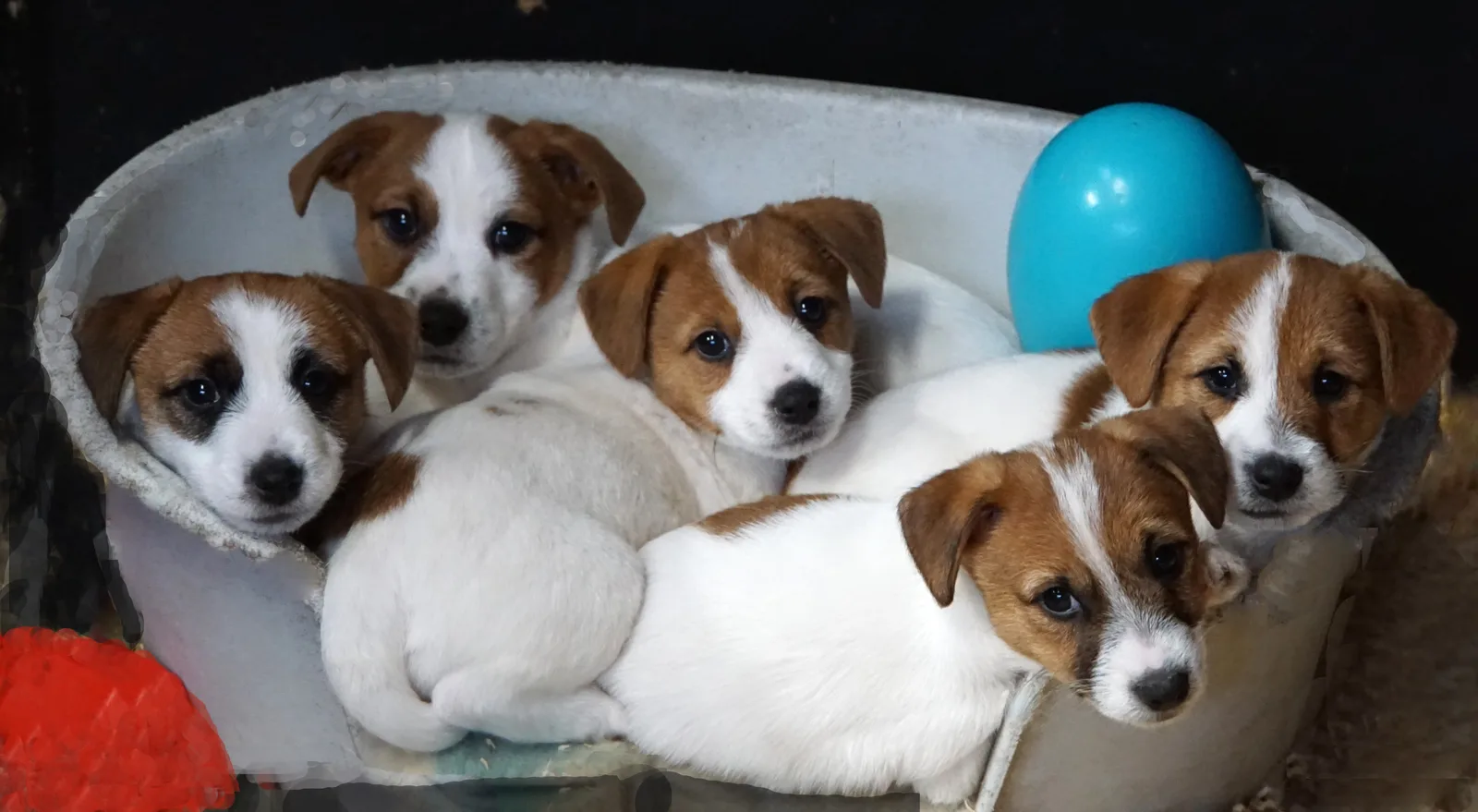 Jack Russell pup van Pleuni