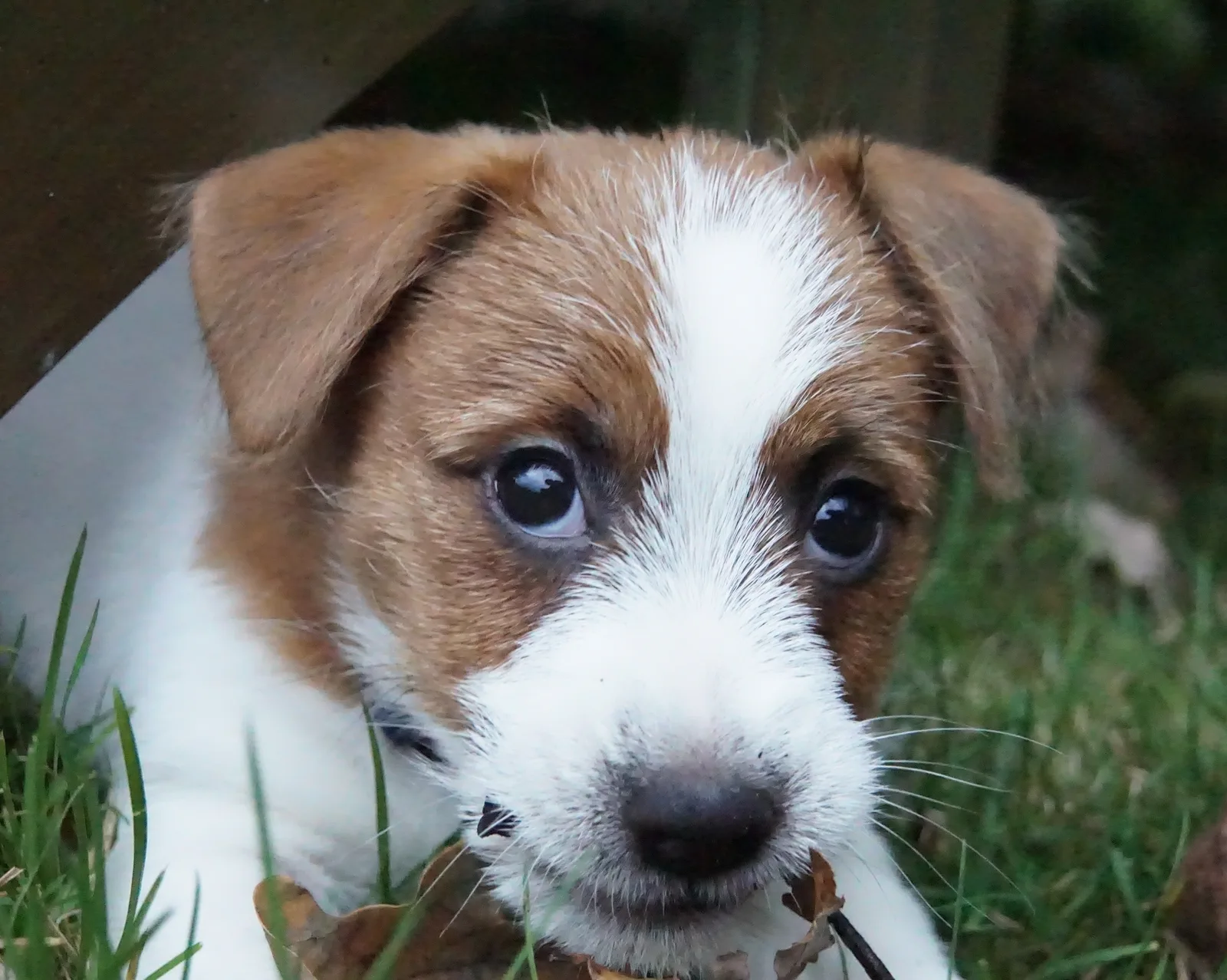 Jack Russell Emil