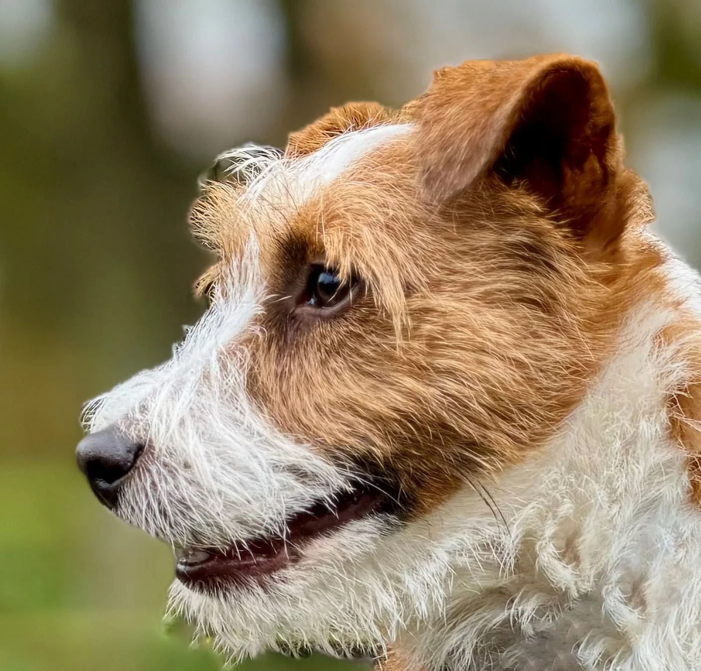 Jack Russell Emil