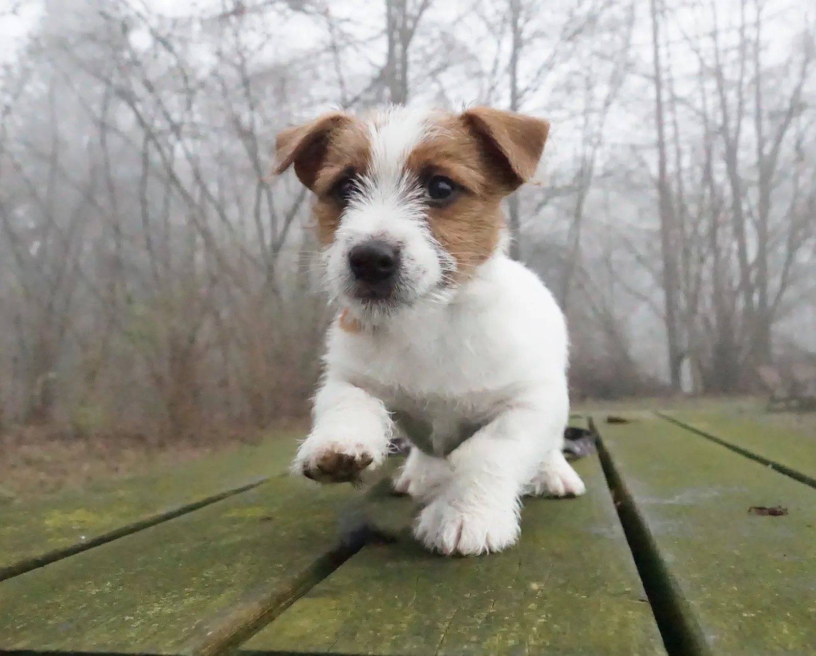 Jack Russell Emil